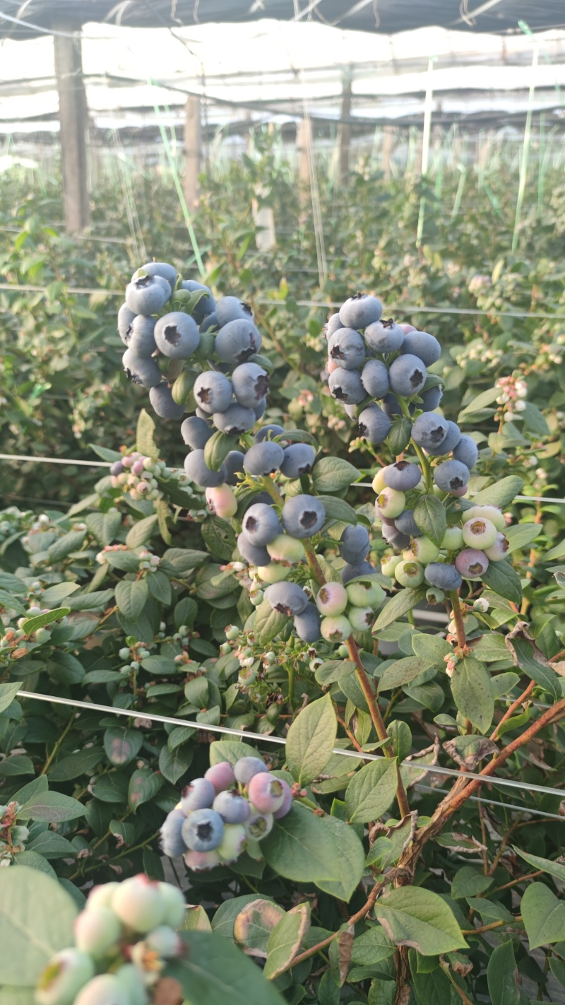 花香蓝莓