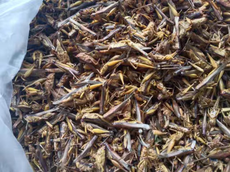 蝗虫干中药材蚂蚱干野生蚱蜢干保质保量大货供应批发