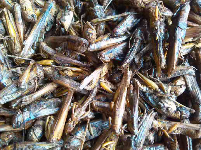 蝗虫干中药材蚂蚱干野生蚱蜢干保质保量大货供应批发