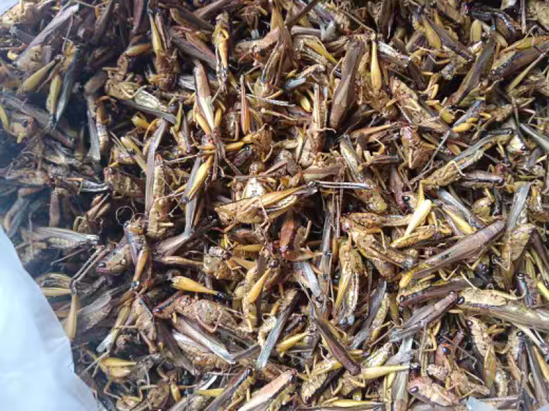 蝗虫干中药材蚂蚱干野生蚱蜢干保质保量大货供应批发