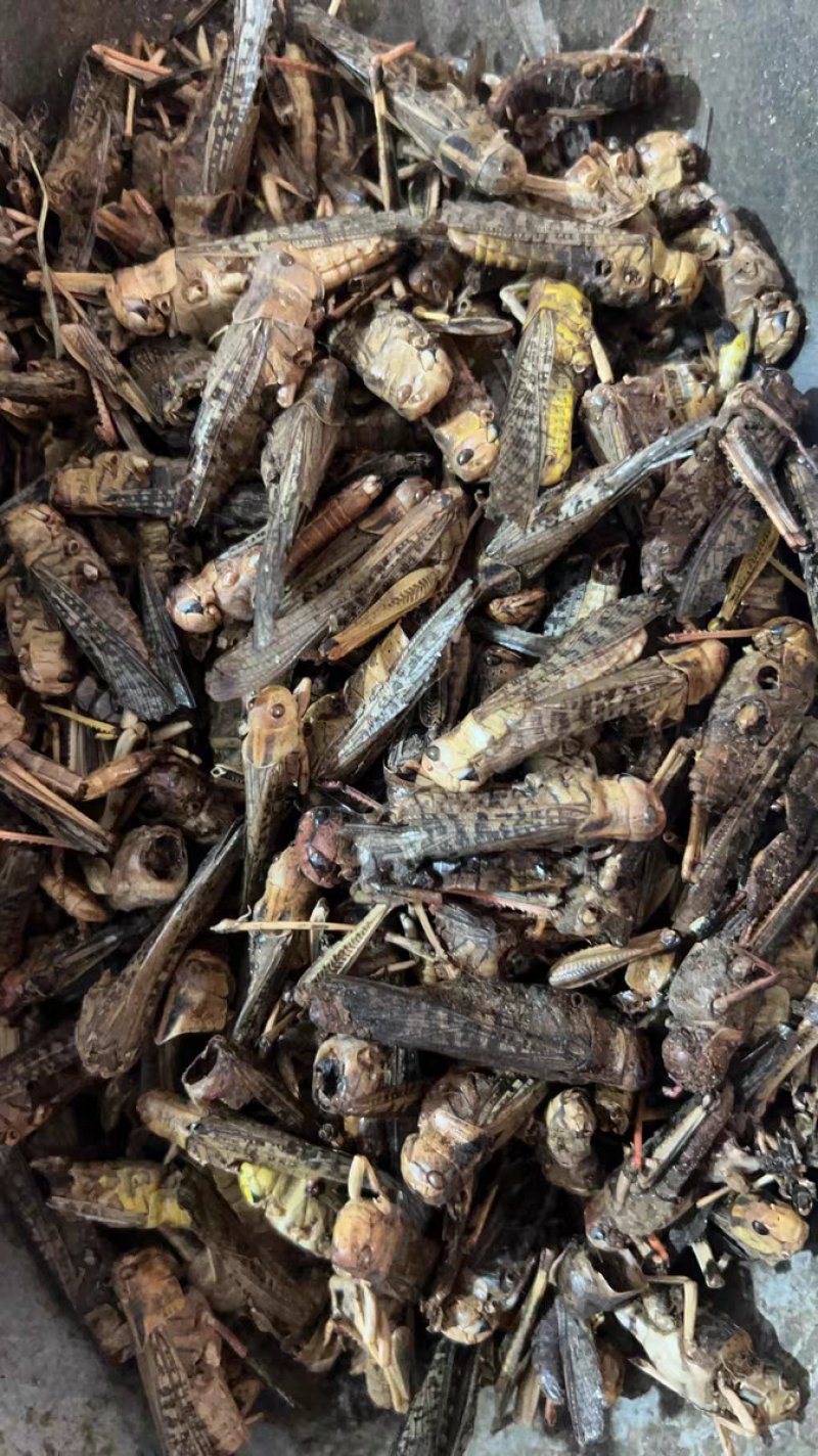 蝗虫干中药材蚂蚱干野生蚱蜢干保质保量大货供应批发