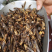 蝗虫干中药材蚂蚱干野生蚱蜢干保质保量大货供应批发
