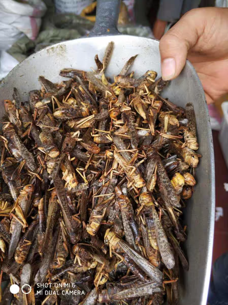 蝗虫干中药材蚂蚱干野生蚱蜢干保质保量大货供应批发
