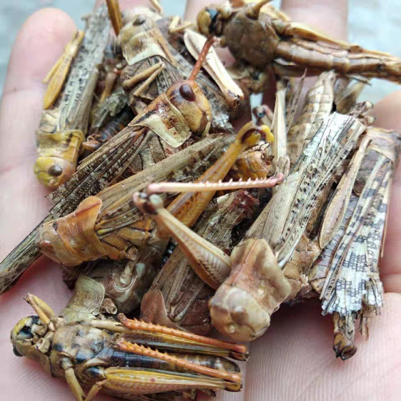 蝗虫干中药材蚂蚱干野生蚱蜢干保质保量大货供应批发