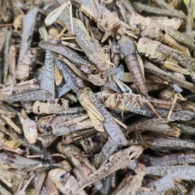 蝗虫干中药材蚂蚱干野生蚱蜢干保质保量大货供应批发