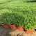 观花植物薰衣草小杯、120杯基地有量，欢迎来一亩田订购。