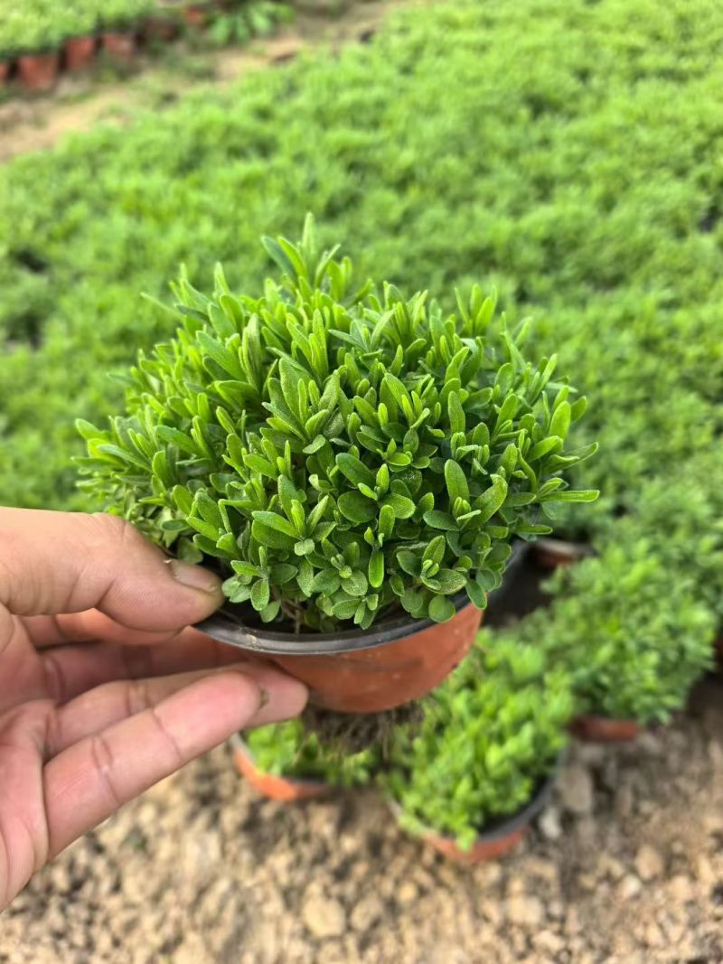 观花植物薰衣草小杯、120杯基地有量，欢迎来一亩田订购。