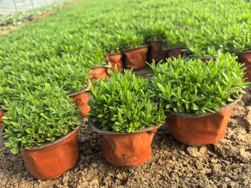 观花植物薰衣草小杯、120杯基地有量，欢迎来一亩田订购。