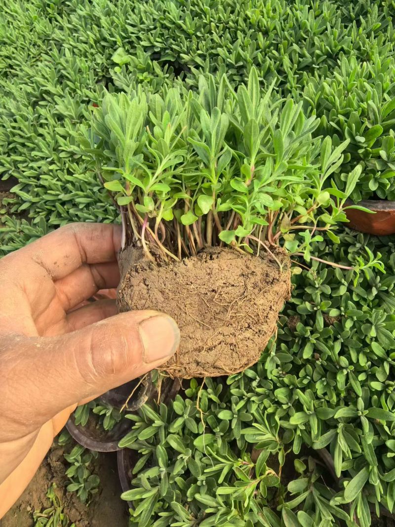 观花植物薰衣草小杯、120杯基地有量，欢迎来一亩田订购。