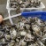 江苏大闸蟹，源头货源，产地直发！社团，电商要的联系