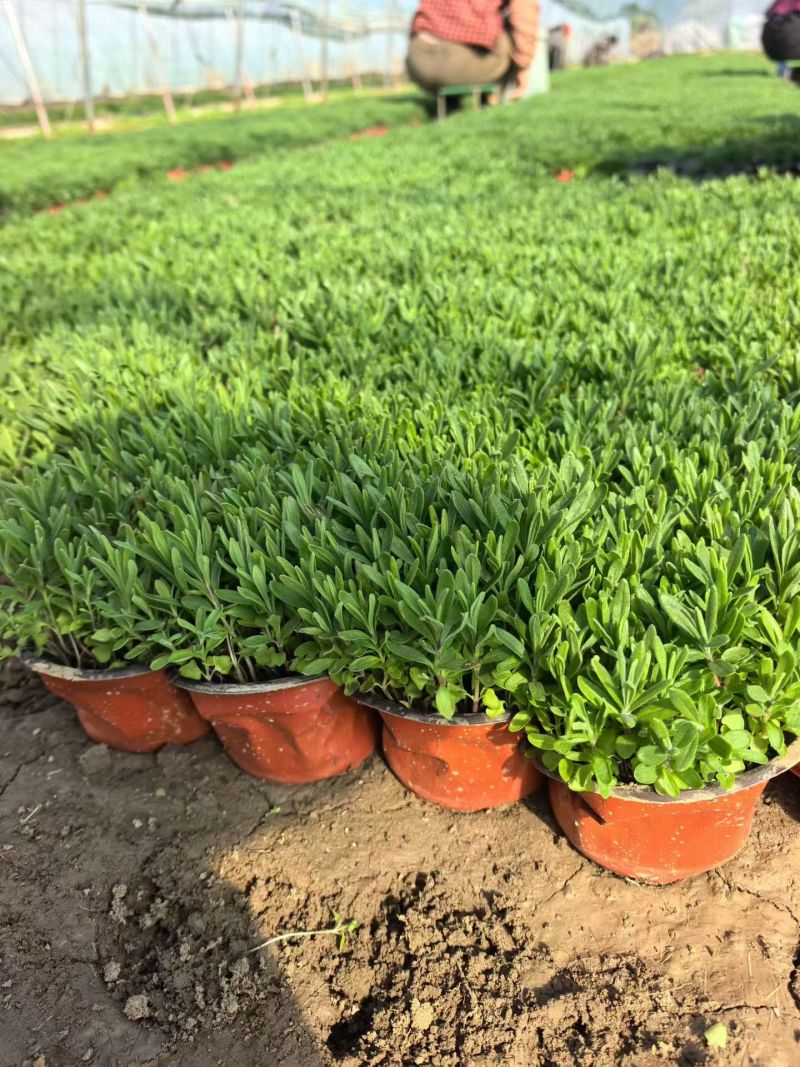 观花植物薰衣草小杯、120杯基地有量，欢迎来一亩田订购。