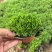 观花植物薰衣草小杯、120杯基地有量，欢迎来一亩田订购。