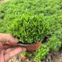 观花植物薰衣草小杯、120杯基地有量，欢迎来一亩田订购。