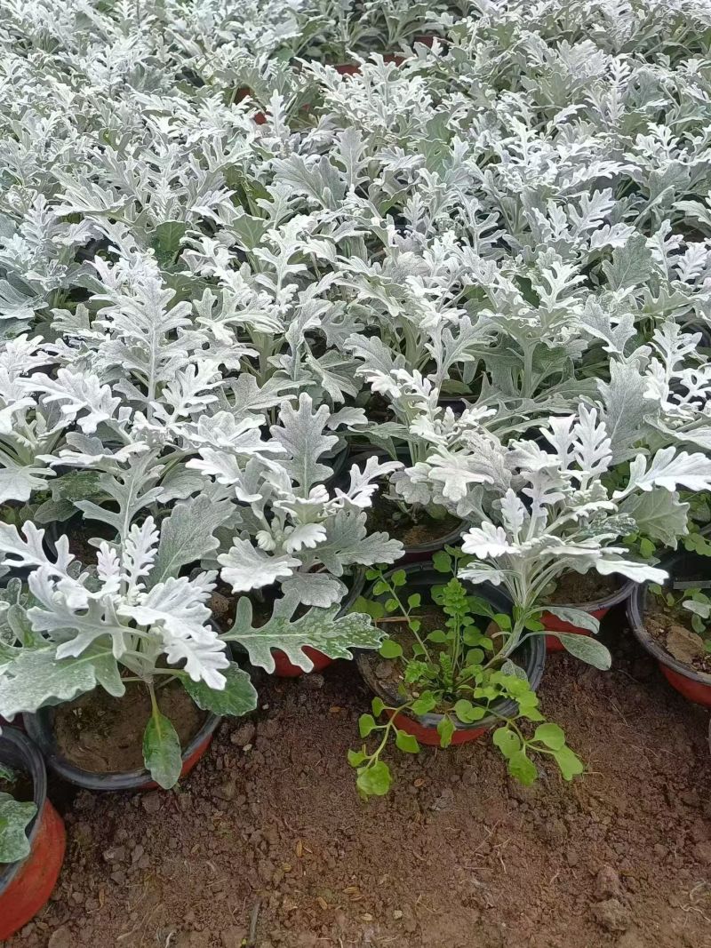 观叶植物银叶菊120杯，基地有量，欢迎来一亩田订购。