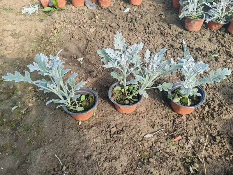 观叶植物银叶菊120杯，基地有量，欢迎来一亩田订购。