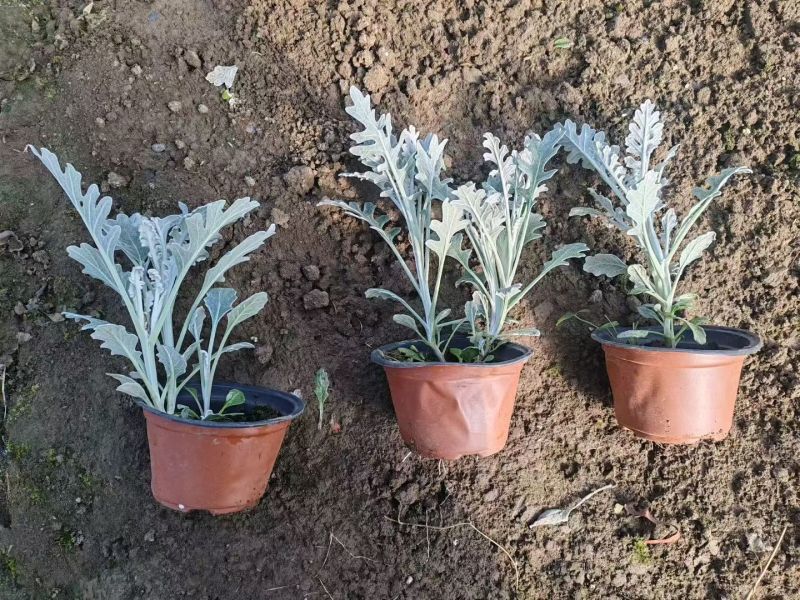 观叶植物银叶菊120杯，基地有量，欢迎来一亩田订购。
