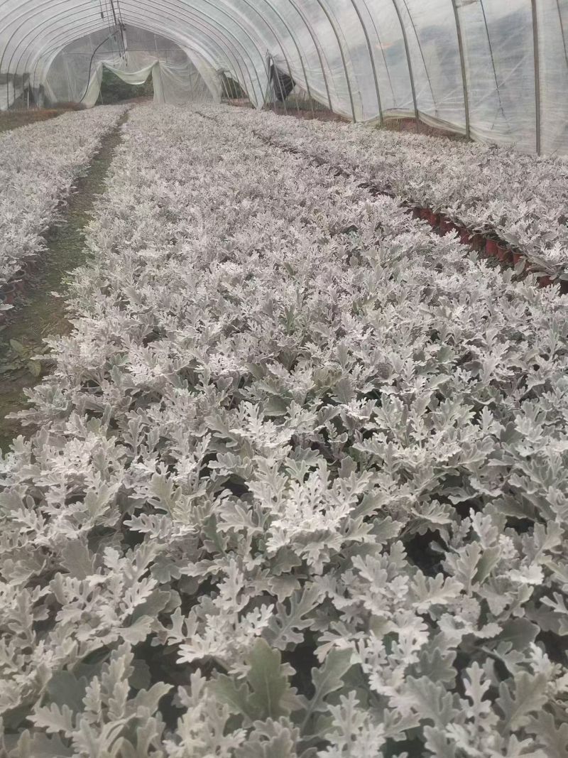 观叶植物银叶菊120杯，基地有量，欢迎来一亩田订购。