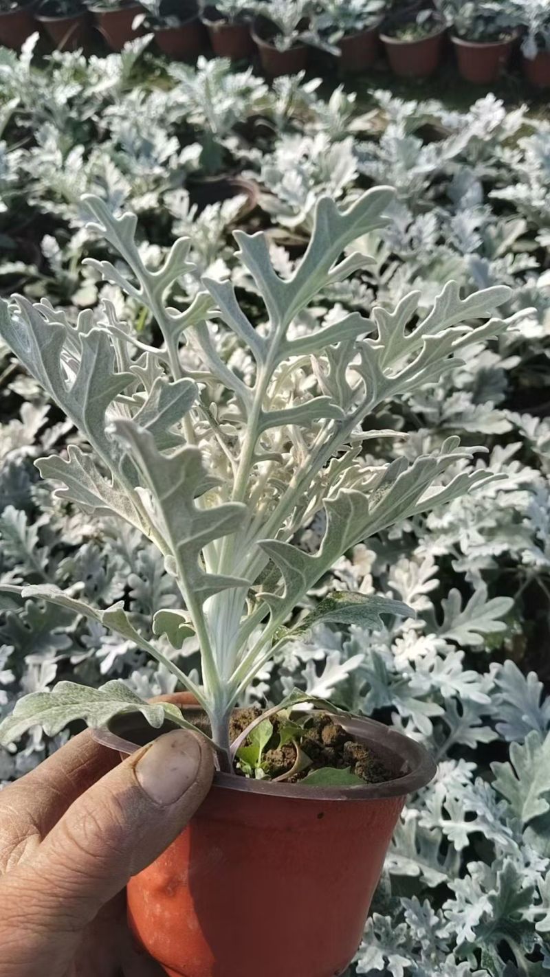 观叶植物银叶菊120杯，基地有量，欢迎来一亩田订购。