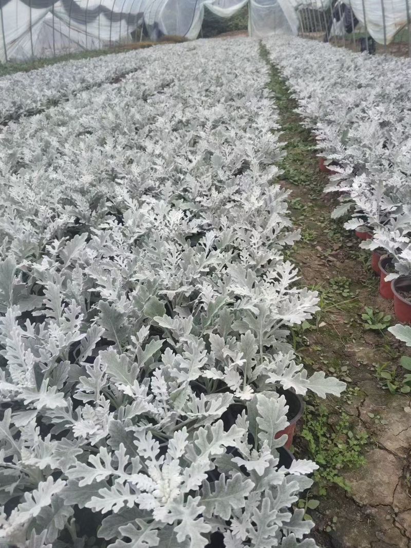 观叶植物银叶菊120杯，基地有量，欢迎来一亩田订购。