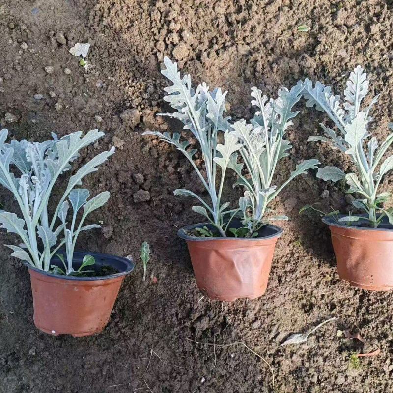观叶植物银叶菊120杯，基地有量，欢迎来一亩田订购。