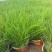 观花植物粉黛乱子草小杯、120杯基地有量，欢迎来一亩田订