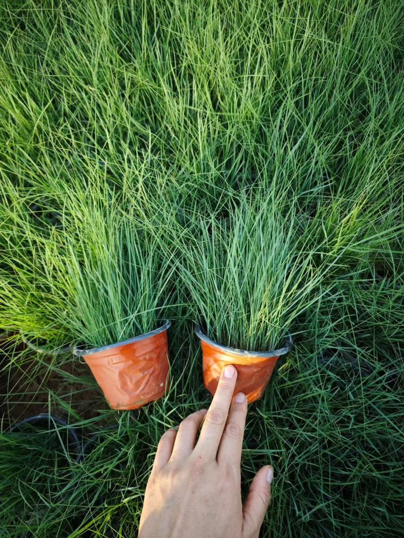 观花植物粉黛乱子草小杯、120杯基地有量，欢迎来一亩田订