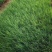 观花植物粉黛乱子草小杯、120杯基地有量，欢迎来一亩田订