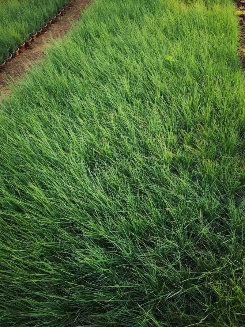 观花植物粉黛乱子草小杯、120杯基地有量，欢迎来一亩田订