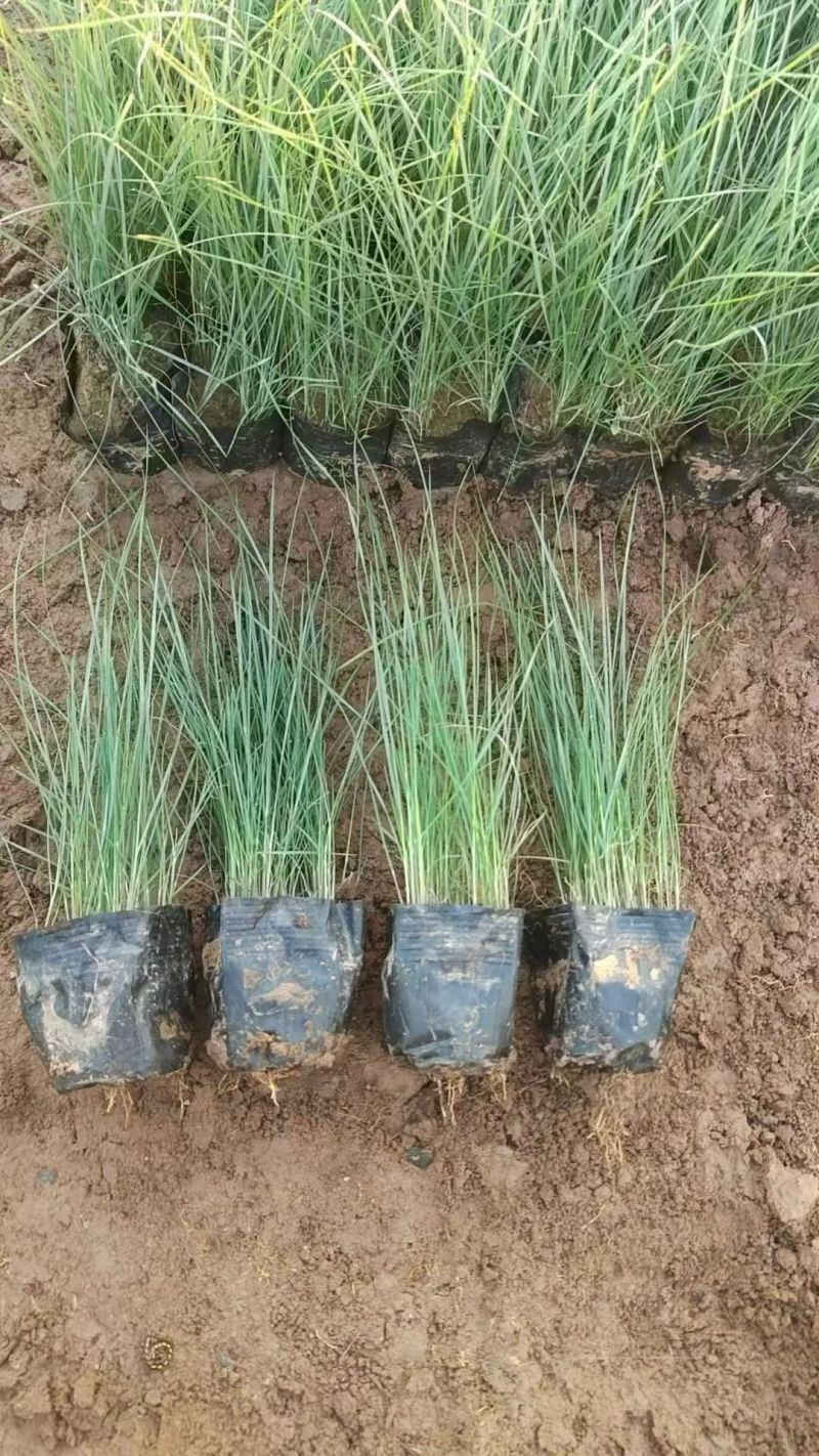 观花植物粉黛乱子草小杯、120杯基地有量，欢迎来一亩田订
