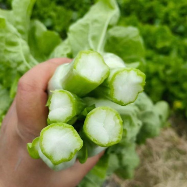 白菜苔
