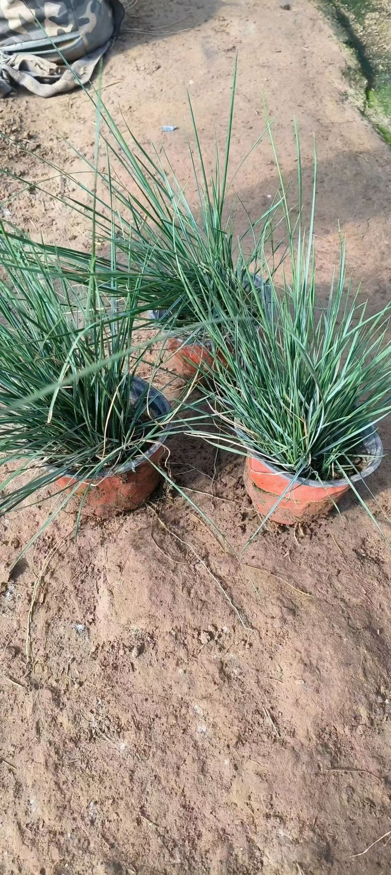 观花植物粉黛乱子草小杯、120杯基地有量，欢迎来一亩田订