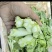 白菜苔