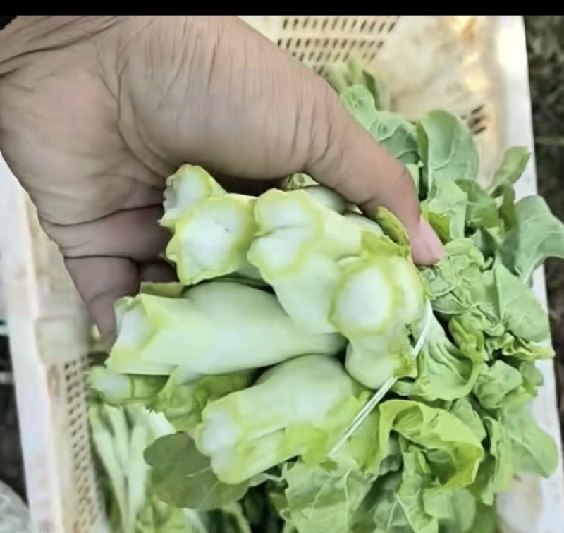 白菜苔