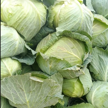 湖北沙洋精品包菜上市，新鲜翠绿，现摘现发，诚信经营，全国发货