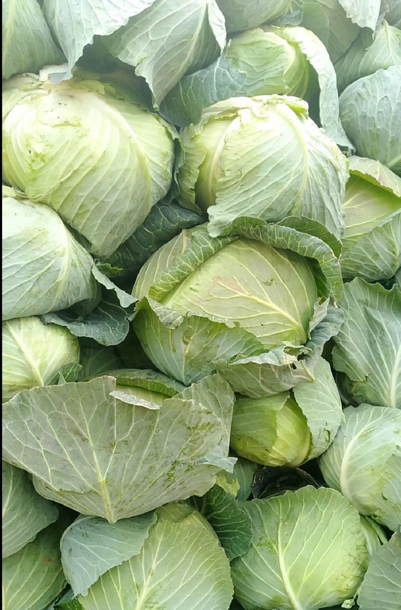 湖北沙洋精品包菜上市，新鲜翠绿，现摘现发，诚信经营，全国发货
