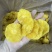 菠萝干菠萝圈酸甜可口一级品质箱装20斤