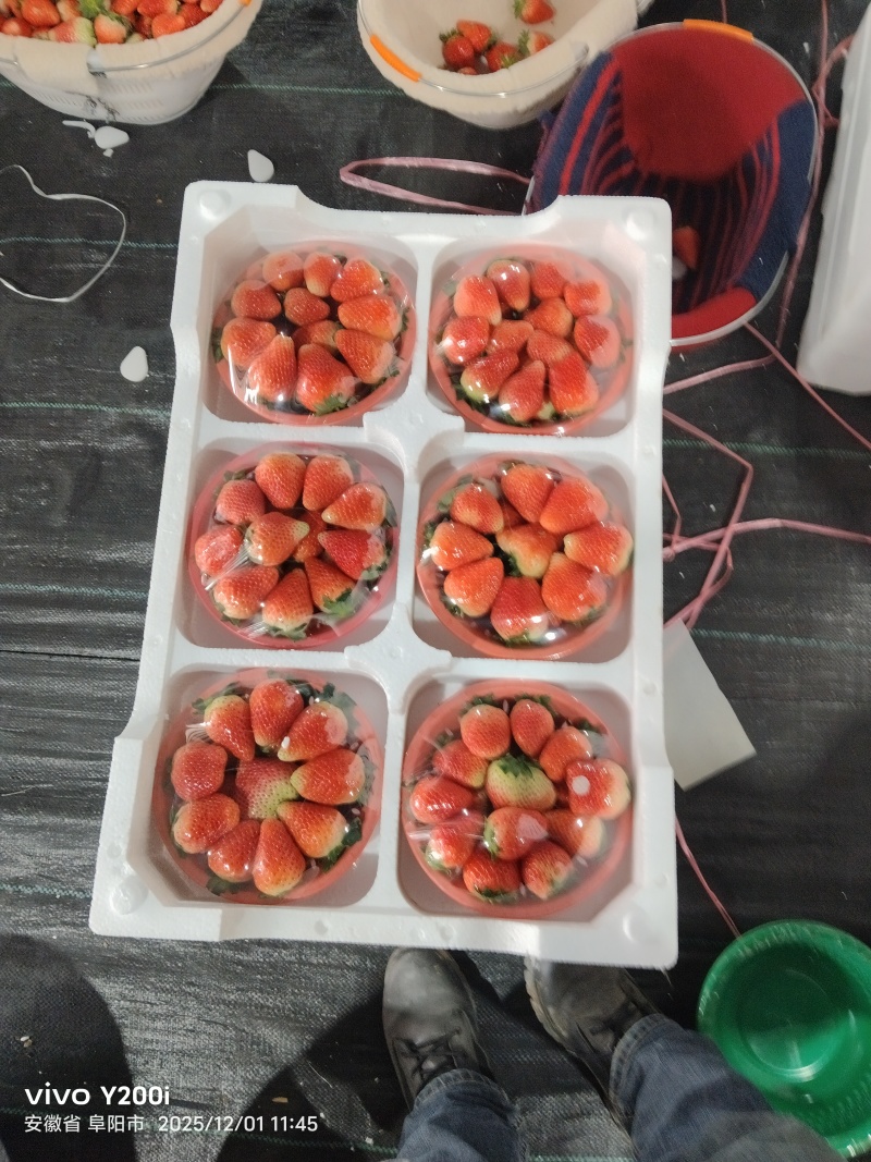 阜阳天仙醉草莓即将上市，产地直供，按需包装，货源充足。