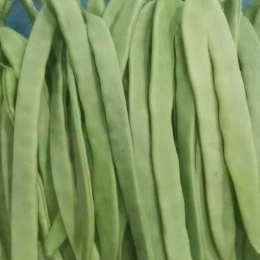山东扁豆精品大量供应可视频看货欢迎来电采购
