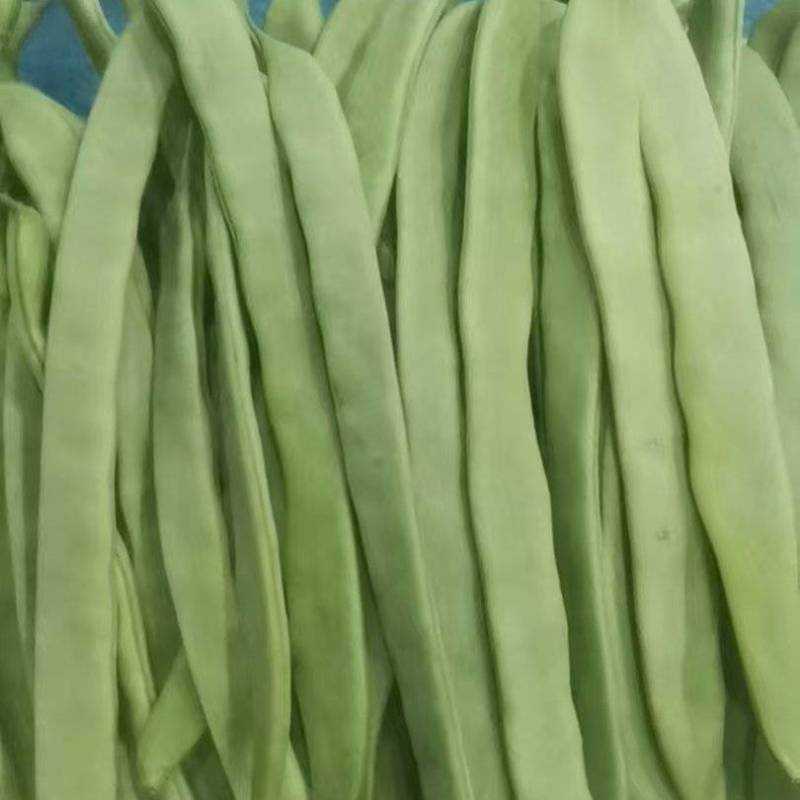 山东扁豆精品大量供应可视频看货欢迎来电采购