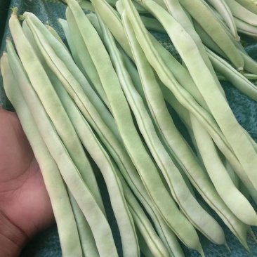 云南白豆白不老高山白不老豆角大白豆白芸豆大量供应