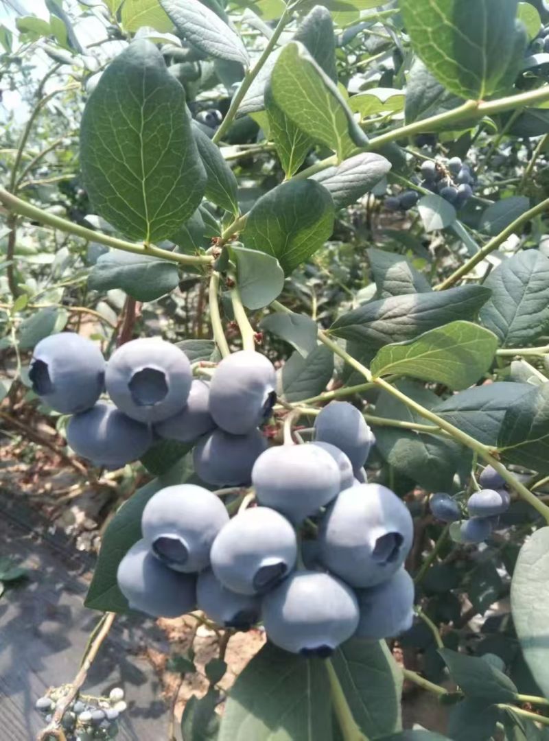 蓝莓l25l11f6花香蓝莓基地供应全国当日达