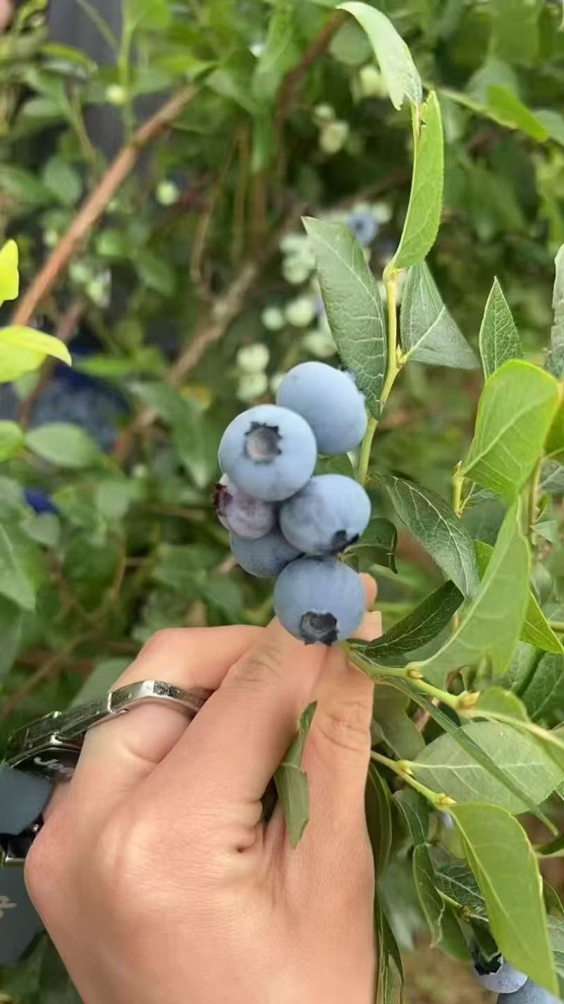 蓝莓l25l11f6花香蓝莓基地供应全国当日达