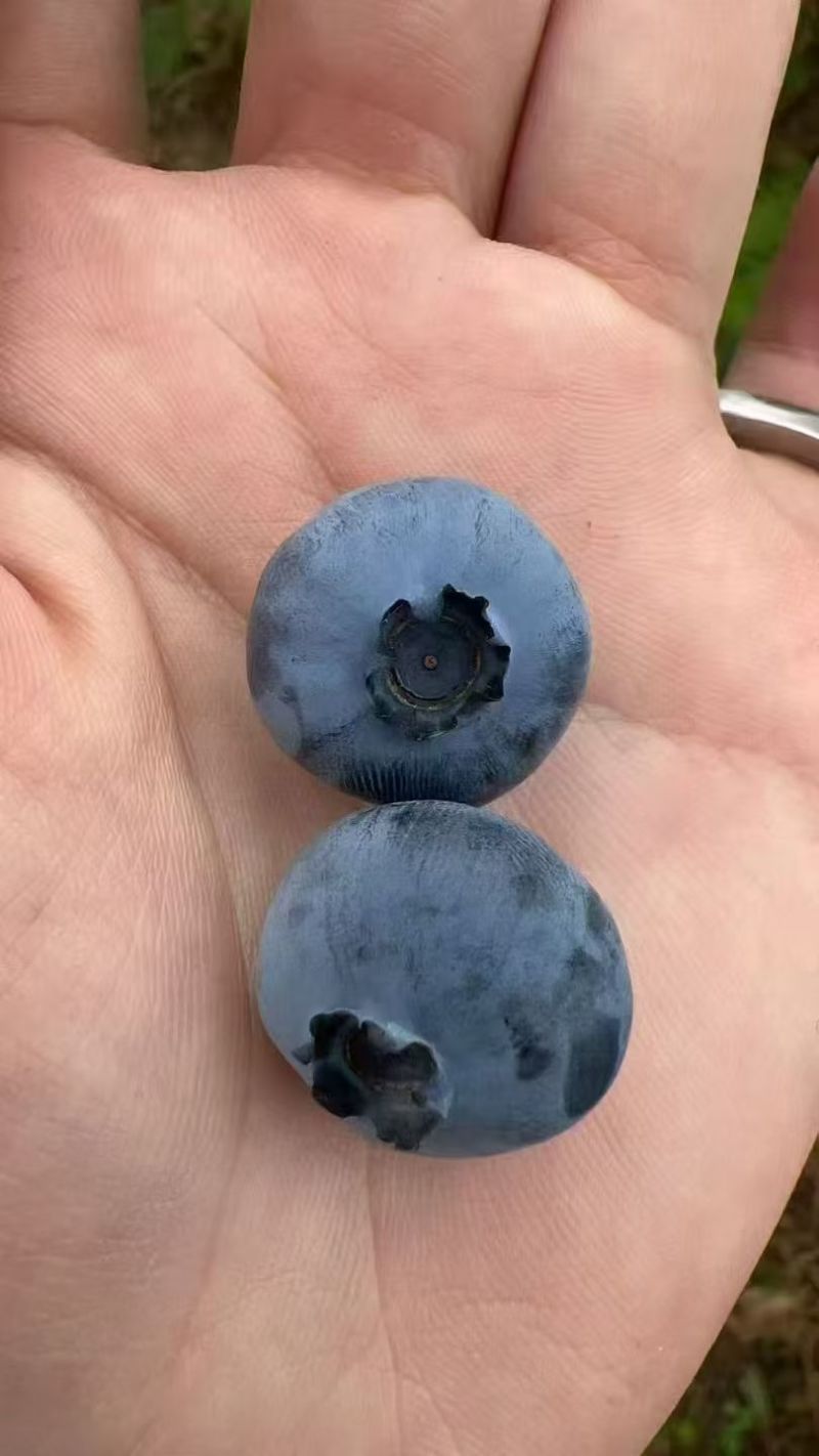 蓝莓l25l11f6花香蓝莓基地供应全国当日达