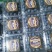 蓝莓l25l11f6花香蓝莓基地供应全国当日达