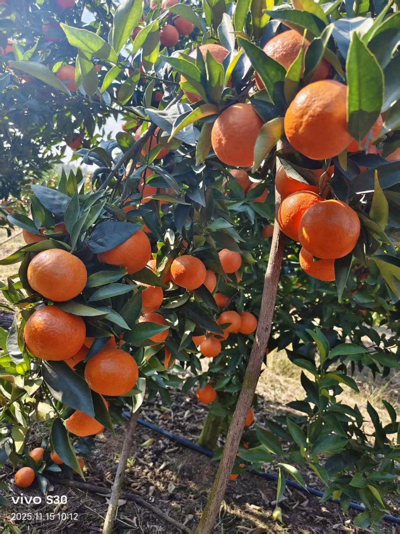 东方红