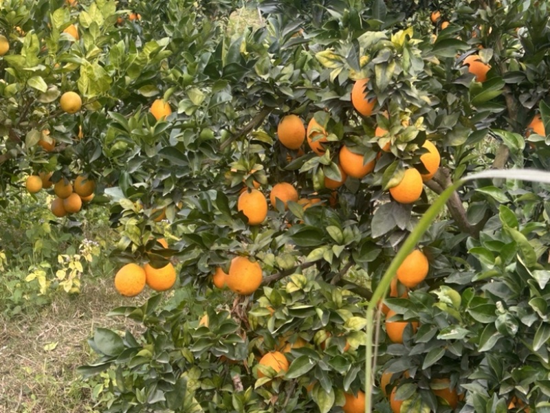 赣南脐橙顺丰发货，诚信合作量大从优欢迎来电咨询