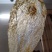 淡水鲟鳇鱼胶