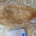 淡水鲟鳇鱼胶