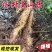 农家自挖野生山药带泥新鲜自然生长