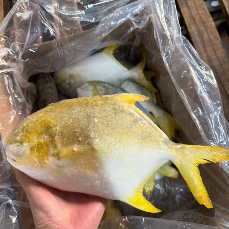 金鲳鱼，湛江本地深水网箱养殖，味道鲜美。